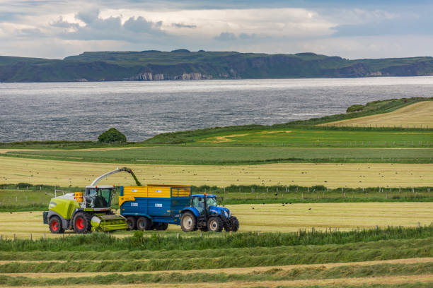 сельское хозяйство - комбинат харвестер - silage field hay cultivated land стоковые фото и изображения