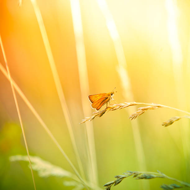 istock Colorful butterfly on wildflower 117146199