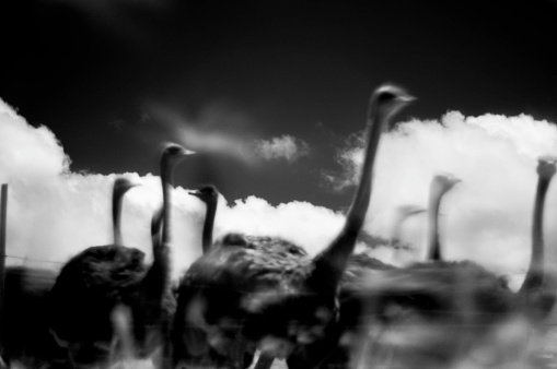 BW image of group of ostriches in a camp, long exposure, IR filter.