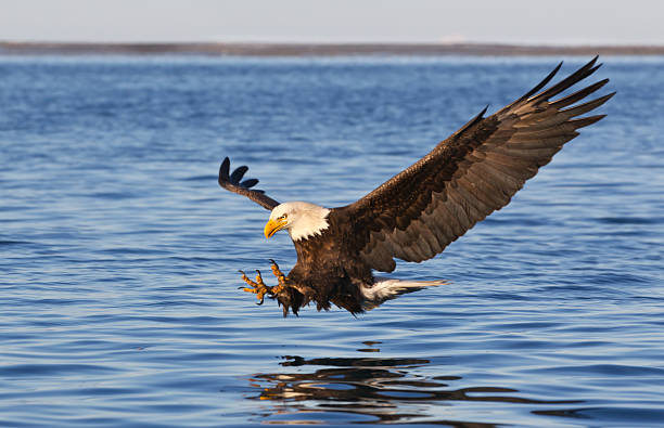 águila de cabeza blanca volando - bald eagle fotografías e imágenes de stock