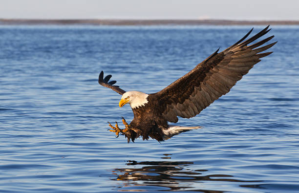 pigargo-americano a voar - bald eagle imagens e fotografias de stock