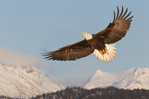 A scenic view of an eagle flying in the blue sky in Ile Perrot in southwestern Quebec, Canada