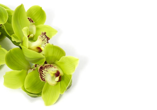 Close up of a Cypripedium calceolus (lady’s slipper orchid)
