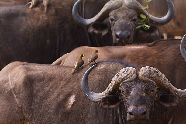 el búfalo africano y aves de menta - provincia de mpumalanga fotografías e imágenes de stock