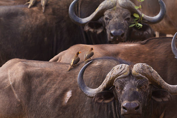 afrykańskiego buffalo i ptaków mint - prowincja mpumalanga zdjęcia i obrazy z banku zdjęć