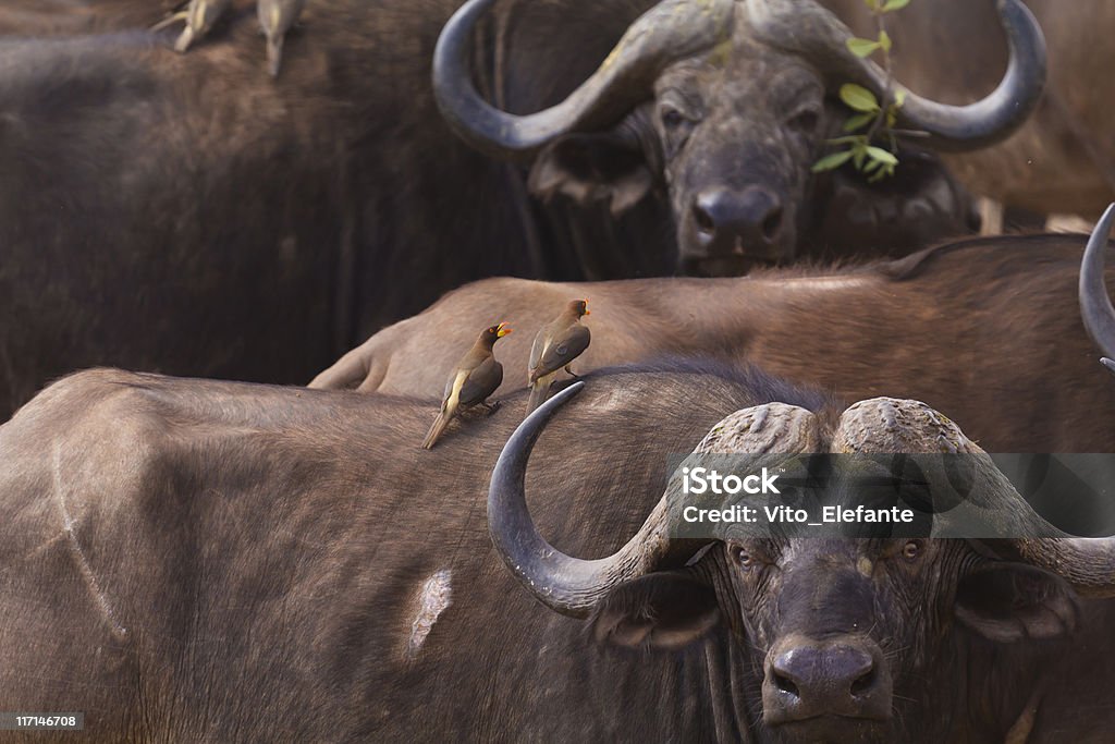 Африканский буйвол и птиц мятный - Стоковые фото Провинция Мпумаланга роялти-фри