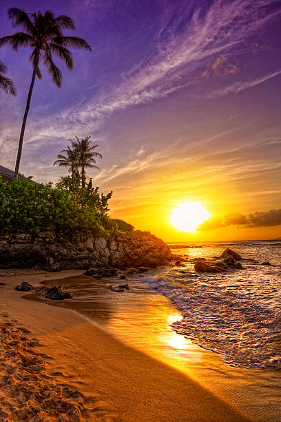 tropischen strand bei sonnenuntergang - palme fotos stock-fotos und bilder
