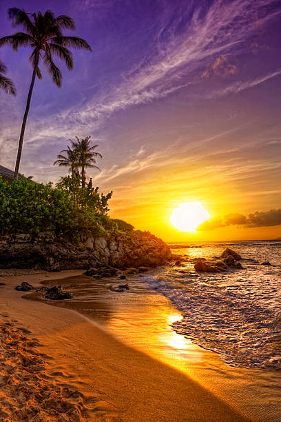 spiaggia tropicale al tramonto - maui beach palm tree island foto e immagini stock