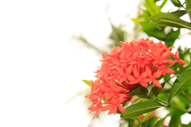 istock Close-up image of red Ixora blossoms against sky. 1171468036
