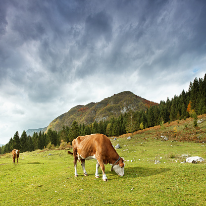 Grazing alpine cows in the mountains.  Location: Julian Alps, Slovenia 
