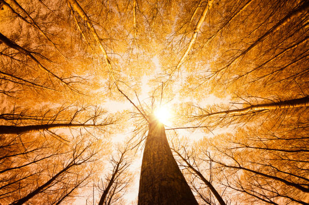 rodeada por tall trees, baixo ângulo tiro-outono temporada - autumn sun oak tree imagens e fotografias de stock