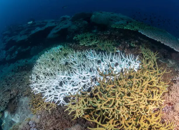 Photo of coral bleaching underwater