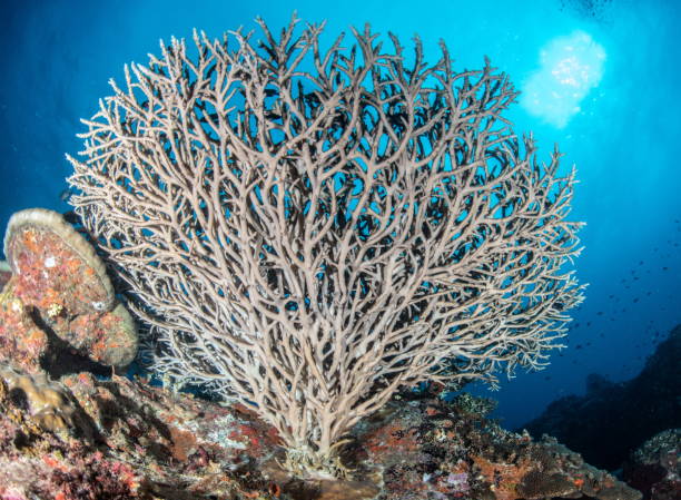istock table coral underwater with fish and clear water 1171470981