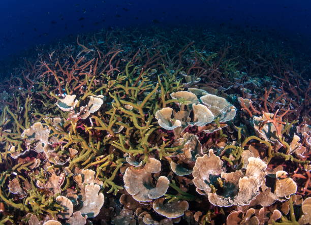 istock group of coral reef underwater 1171471005