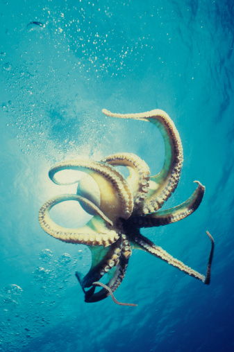 Tentacles propelling octopus through blue