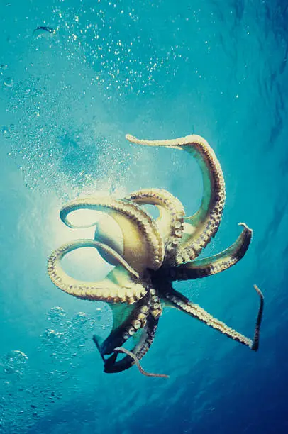 Photo of Free Swimming Octopus