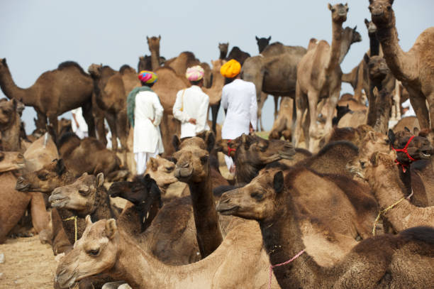 istock Camels and local tribesmen 117147184