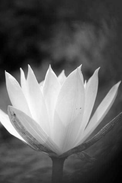 istock Beauty in nature, Blooming Lilly Flower. 1171471885