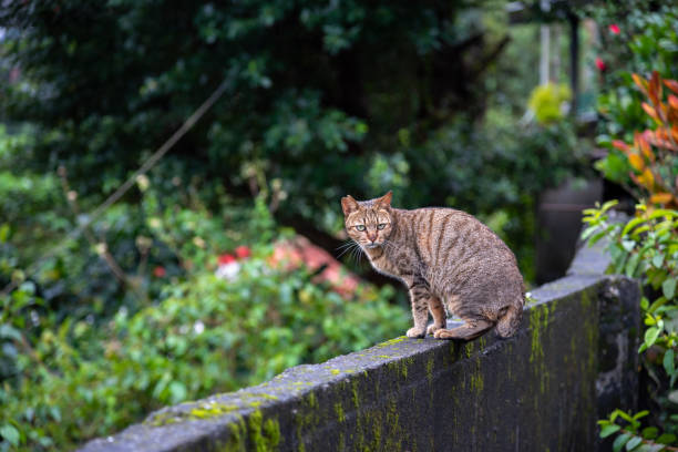 Cute cat at Houtong Cat Village. Taiwan famous cat population. The village is along the Pingxi Train Line, leaving from Ruifang district, New Taipei City, Taiwan.