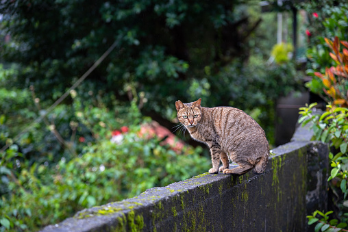 Cute cat at Houtong Cat Village. Taiwan famous cat population. The village is along the Pingxi Train Line, leaving from Ruifang district, New Taipei City, Taiwan.