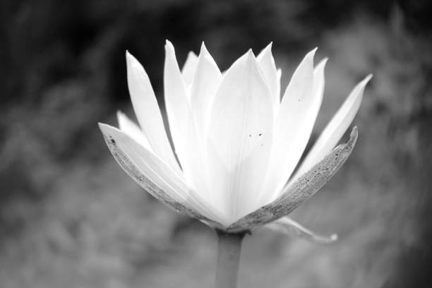 istock Beauty in nature, Blooming Lilly Flower. 1171472342