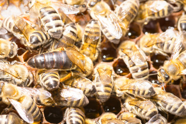 istock queen bee in a bee hive surrounded by bees 1171472517