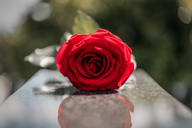 Flower on memorial stone close up Rose on tombstone. Red rose on grave. Love - loss. Flower on memorial stone close up. Tragedy and sorrow for the loss of a loved one. Memory. Gravestone with withered rose flower outdoors day loving stock pictures, royalty-free photos & images