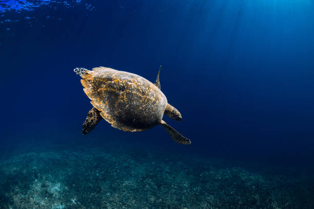 istock Sea turtle glides in blue ocean. Green sea turtle underwater 1171473399