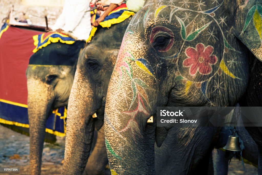 elefante - Foto de stock de Rajastán libre de derechos
