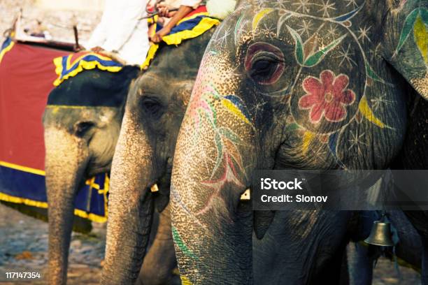 Elefante Foto de stock y más banco de imágenes de Rajastán - Rajastán, Animal doméstico, Animales de trabajo