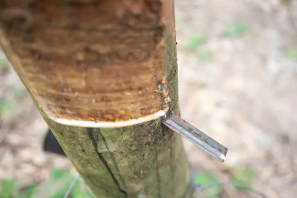 Rubber tree (Hevea brasiliensis) produces latex. By using knife cut at the outer surface of the trunk. Latex like milk Conducted into gloves, condoms, tires, tires and so on.