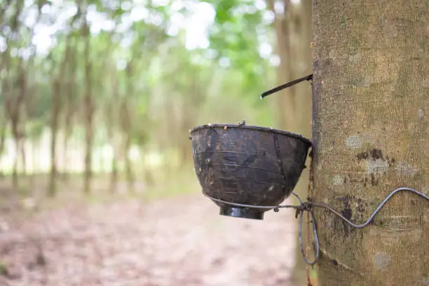 Rubber tree (Hevea brasiliensis) produces latex. By using knife cut at the outer surface of the trunk. Latex like milk Conducted into gloves, condoms, tires, tires and so on.