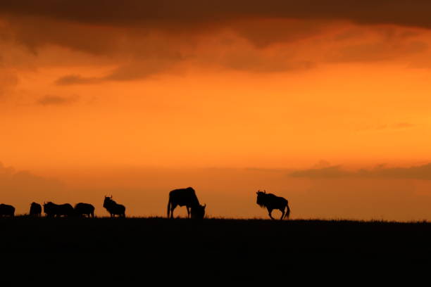 istock Wildebeests in the evening light, Masai Mara National Park, Kenya. 1171473805