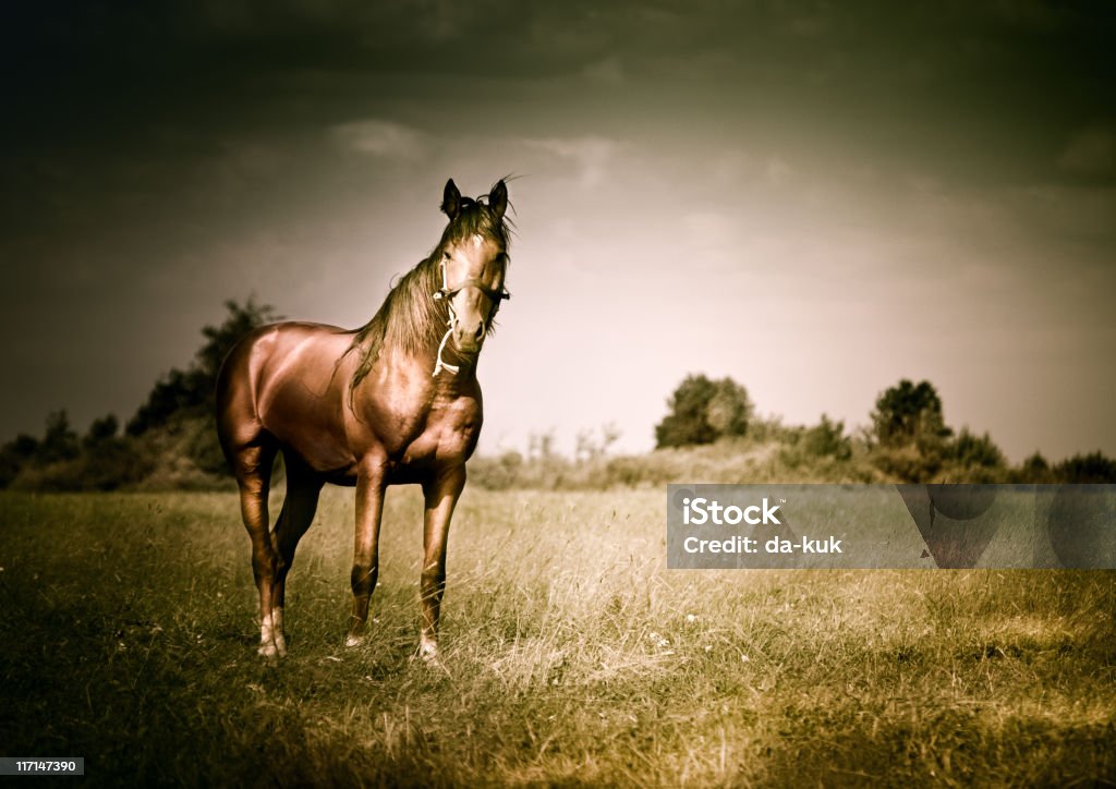 Fotografie Vintage di cavallo - Foto stock royalty-free di Albero