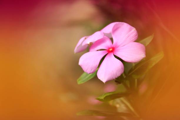 istock Periwinkle (Catharanthus roseus) flower in garden. 1171474414