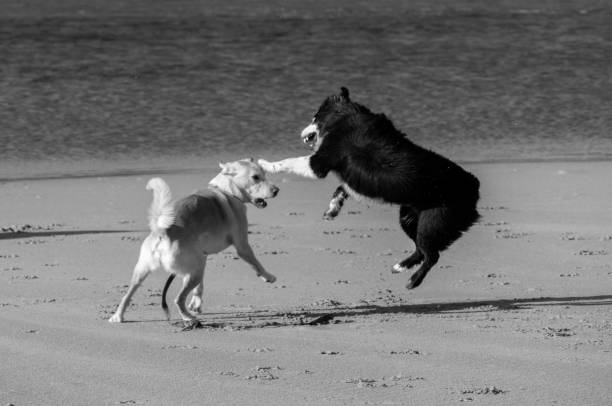 istock Two dogs play fighting on the beach 1171474723