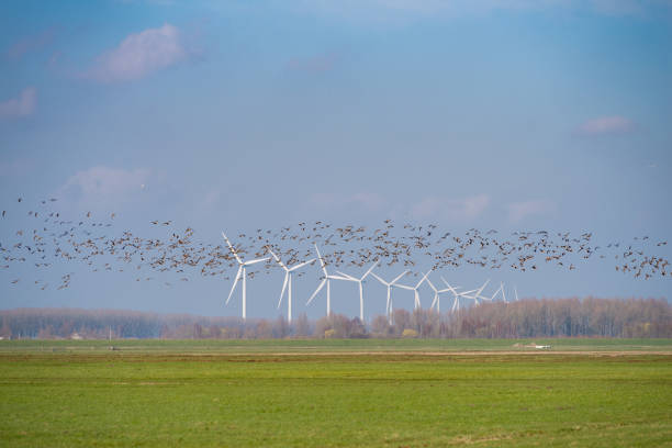 Reihe von Windkraftanlagen – Foto