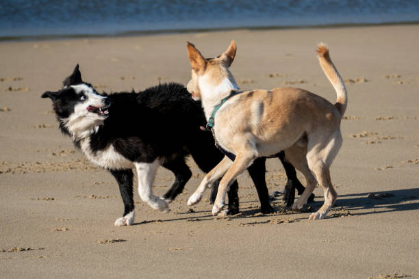 A border Collie and a Golden Retriever play fight on the beach with mouths open and teeth showing