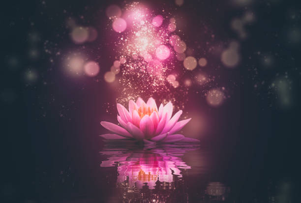 istock Lotus reflection pink lighting purple background 1171474898