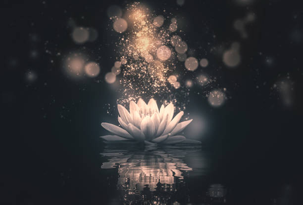 istock Lotus reflection gold lighting dark background 1171474903