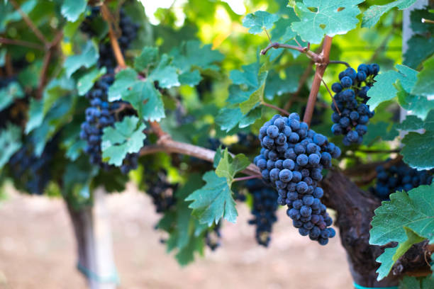istock Grapes in the vineyard 1171474925