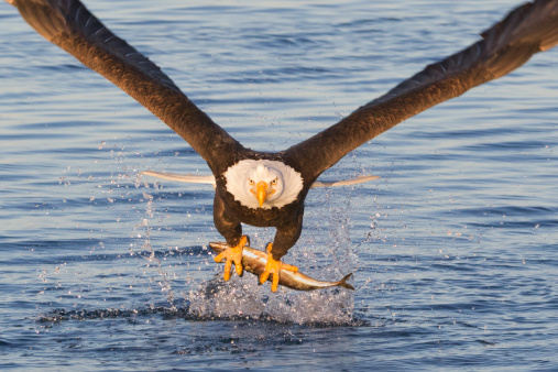 an Eagle catches a fish and brings it back to it's chicks at the nest on Quake Lake in southern Montana