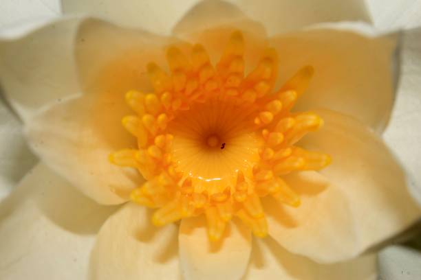 istock Beauty in nature, Blooming Lilly Flower. 1171476885