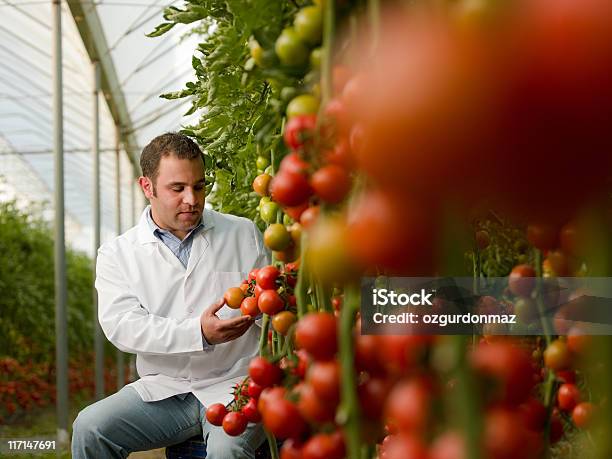 Photo libre de droit de Scientifique Dans Une Serre banque d'images et plus d'images libres de droit de Science - Science, Planter, Tomate