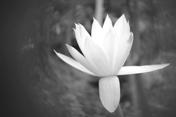 istock Beauty in nature, Blooming Lilly Flower. 1171476982