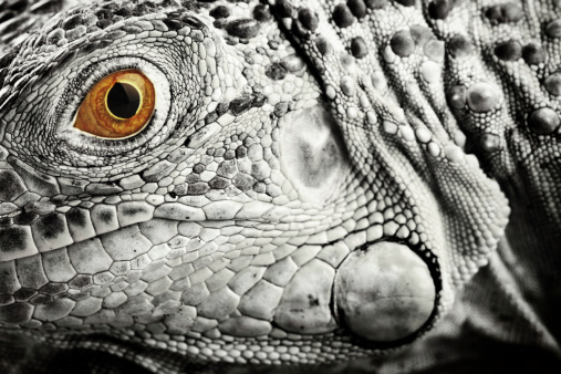 Head of a green iguana in Black And White except its eye.