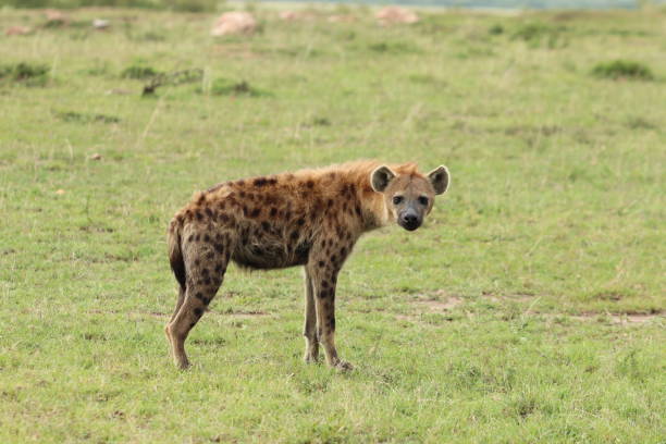 istock Spotted hyena standing, Masai Mara National Park, Kenya. 1171477521