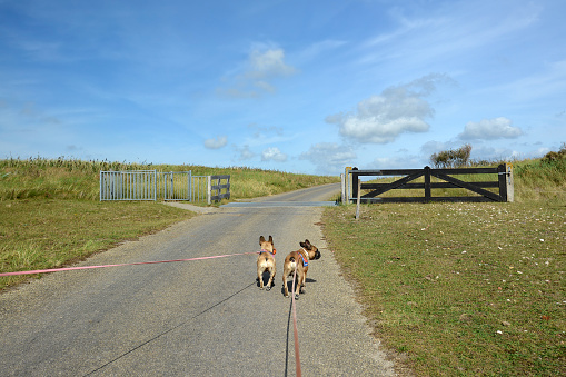 dos perros franceses Buldog con largas correas caminando por el parque nacional 'De Muy' en los Países Bajos en la isla Texel photo