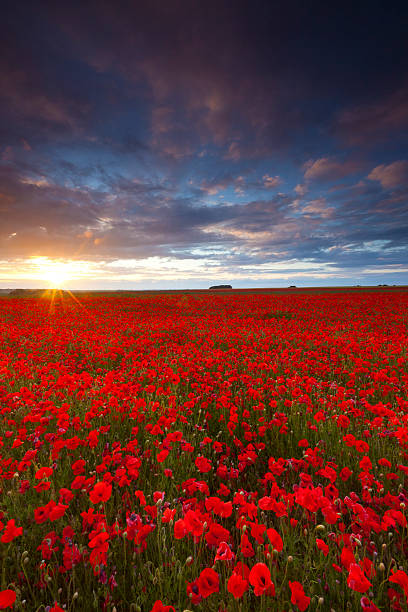 Poppyfield Sunset A beautiful mid summer sunset over a field of poppies. poppy field stock pictures, royalty-free photos & images