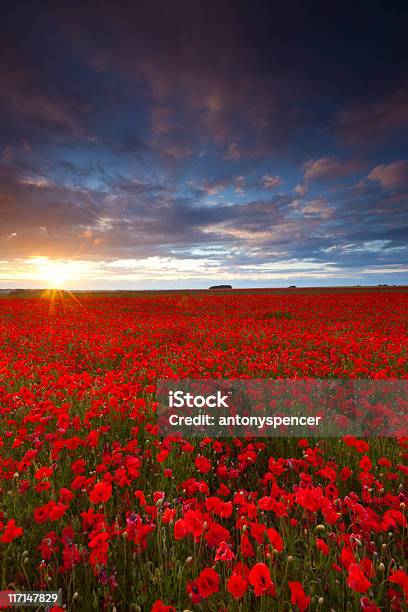 Foto de Poppyfield Pôrdosol e mais fotos de stock de Papoula - Planta - Papoula - Planta, Campo, Andover